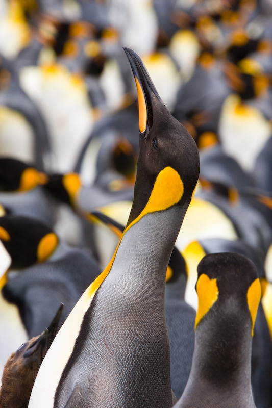 King Penguins